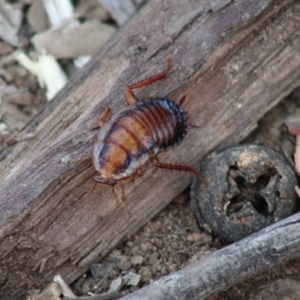 Drymaplaneta communis at Hughes, ACT - 25 Dec 2019