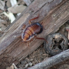 Drymaplaneta communis (Eastern Wood Runner, Common Shining Cockroach) at Hughes, ACT - 24 Dec 2019 by LisaH