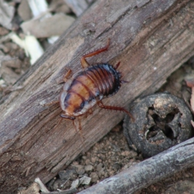 Drymaplaneta communis (Eastern Wood Runner, Common Shining Cockroach) at Hughes Grassy Woodland - 24 Dec 2019 by LisaH