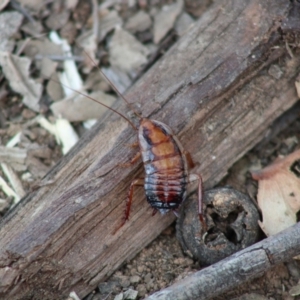 Drymaplaneta communis at Hughes, ACT - 25 Dec 2019