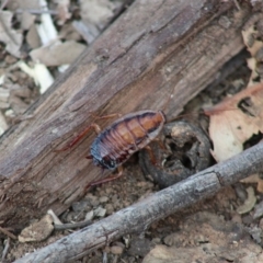 Drymaplaneta communis at Hughes, ACT - 25 Dec 2019