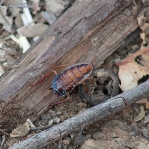 Drymaplaneta communis at Hughes, ACT - 25 Dec 2019 08:44 AM