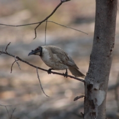 Philemon corniculatus (Noisy Friarbird) at Hughes Grassy Woodland - 24 Dec 2019 by LisaH