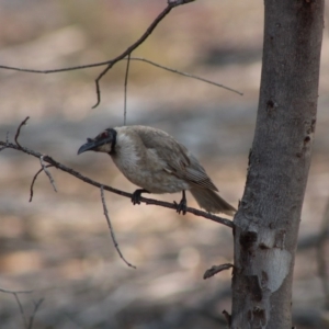 Philemon corniculatus at Hughes, ACT - 25 Dec 2019 08:55 AM