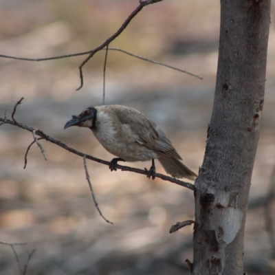 Philemon corniculatus (Noisy Friarbird) at Hughes, ACT - 24 Dec 2019 by LisaH