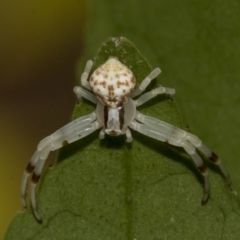 Zygometis xanthogaster (Crab spider or Flower spider) at Higgins, ACT - 26 Dec 2019 by AlisonMilton