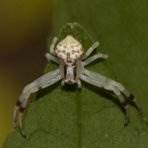 Zygometis xanthogaster at Higgins, ACT - 26 Dec 2019