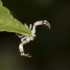 Zygometis xanthogaster at Higgins, ACT - 26 Dec 2019