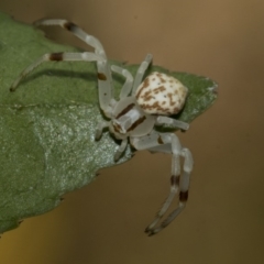 Zygometis xanthogaster at Higgins, ACT - 26 Dec 2019