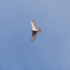 Tachyspiza novaehollandiae (Grey Goshawk) at Black Range, NSW - 26 Dec 2019 by MatthewHiggins