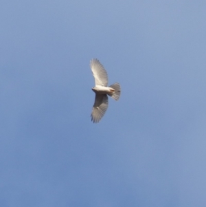 Accipiter novaehollandiae at Black Range, NSW - 26 Dec 2019