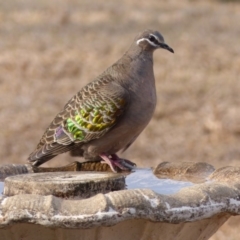 Phaps chalcoptera (Common Bronzewing) at Black Range, NSW - 26 Dec 2019 by MatthewHiggins