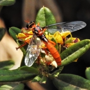 Humerolethalis sergius at Cotter River, ACT - 26 Dec 2019