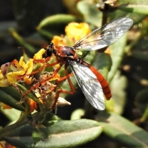 Humerolethalis sergius at Cotter River, ACT - 26 Dec 2019 01:40 PM