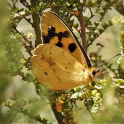 Heteronympha solandri (Solander's Brown) at Namadgi National Park - 26 Dec 2019 by JohnBundock