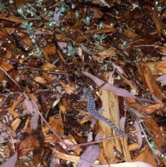 Christinus marmoratus (Southern Marbled Gecko) at Fowles St. Woodland, Weston - 26 Dec 2019 by AliceH