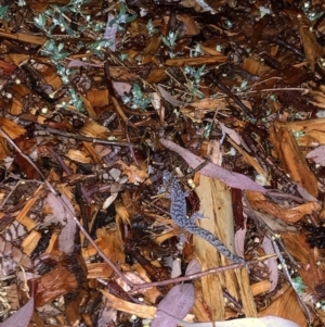 Christinus marmoratus at Weston, ACT - 26 Dec 2019 09:00 PM