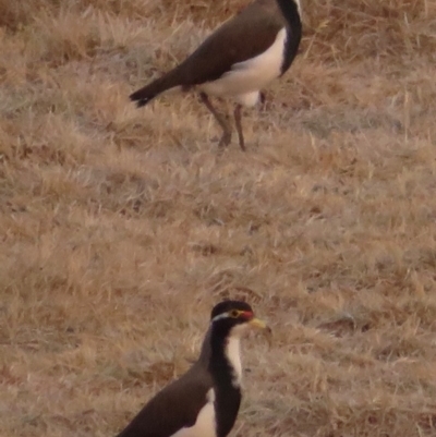 Vanellus tricolor (Banded Lapwing) at Rendezvous Creek, ACT - 26 Dec 2019 by RobParnell