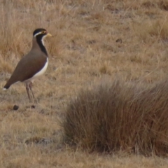 Vanellus tricolor at Rendezvous Creek, ACT - 26 Dec 2019 07:25 PM