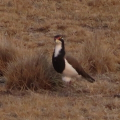 Vanellus tricolor at Rendezvous Creek, ACT - 26 Dec 2019