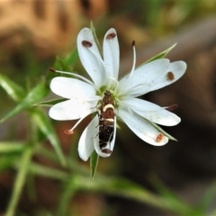 Glyphipterix (genus) at Uriarra, NSW - 26 Dec 2019 10:05 AM