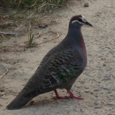 Phaps chalcoptera (Common Bronzewing) at Rendezvous Creek, ACT - 26 Dec 2019 by RobParnell