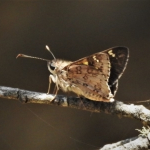 Trapezites phigalioides at Cotter River, ACT - 26 Dec 2019