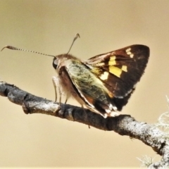 Trapezites phigalioides at Cotter River, ACT - 26 Dec 2019