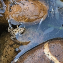 Uperoleia laevigata (Smooth Toadlet) at Numeralla, NSW - 22 Dec 2019 by JaneR