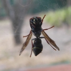 Eumeninae (subfamily) at Flynn, ACT - 21 Dec 2019