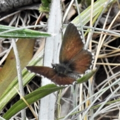 Neolucia hobartensis (Montane Heath-blue) at Namadgi National Park - 26 Dec 2019 by JohnBundock