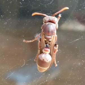 Ropalidia plebeiana at Flynn, ACT - 21 Dec 2019 04:54 PM