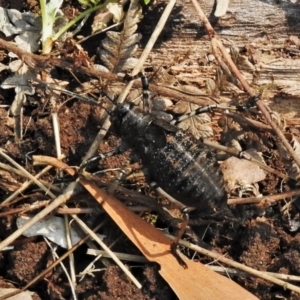 Acripeza reticulata at Uriarra, NSW - 26 Dec 2019