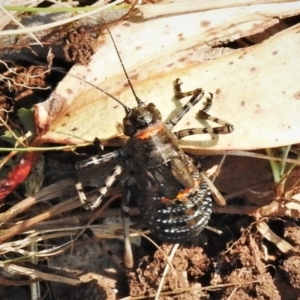 Acripeza reticulata at Uriarra, NSW - 26 Dec 2019