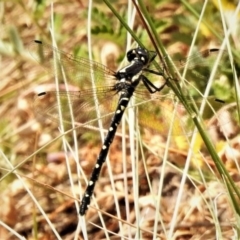 Eusynthemis guttata (Southern Tigertail) at Namadgi National Park - 26 Dec 2019 by JohnBundock