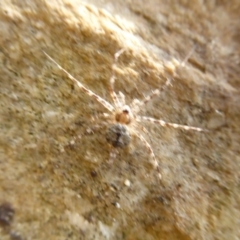 Tamopsis sp. (genus) (Two-tailed spider) at Acton, ACT - 24 Dec 2019 by Christine