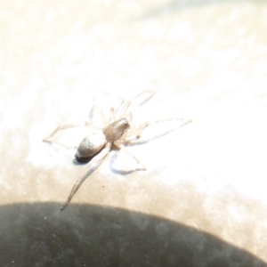 Lampona sp. (genus) at Acton, ACT - 24 Dec 2019