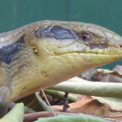 Tiliqua scincoides scincoides (Eastern Blue-tongue) at Flynn, ACT - 24 Dec 2019 by Christine