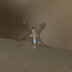 Dolichopodidae (family) (Unidentified Long-legged fly) at Acton, ACT - 15 Dec 2019 by AlisonMilton