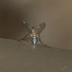 Dolichopodidae (family) (Unidentified Long-legged fly) at Acton, ACT - 16 Dec 2019 by AlisonMilton