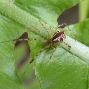 Theridion sp. (genus) at Acton, ACT - 24 Dec 2019 11:42 AM