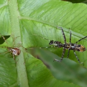 Theridion sp. (genus) at Acton, ACT - 24 Dec 2019 11:42 AM