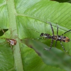 Theridion sp. (genus) at Acton, ACT - 24 Dec 2019