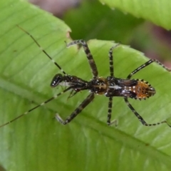 Reduviidae (family) (An assassin bug) at Acton, ACT - 24 Dec 2019 by Christine