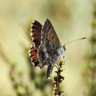 Neolucia hobartensis (Montane Heath-blue) at Namadgi National Park - 26 Dec 2019 by JohnBundock