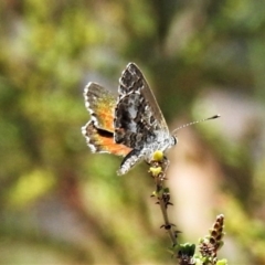 Neolucia hobartensis (Montane Heath-blue) at Namadgi National Park - 26 Dec 2019 by JohnBundock