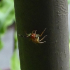 Prostheclina pallida (Orange jumping spider) at ANBG - 24 Dec 2019 by Christine