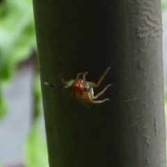 Prostheclina pallida (Orange jumping spider) at Acton, ACT - 24 Dec 2019 by Christine