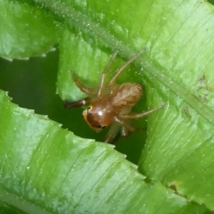 Prostheclina pallida at Acton, ACT - 24 Dec 2019 11:55 AM