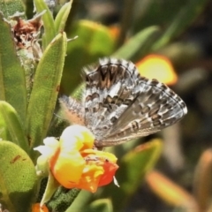 Neolucia agricola (Fringed Heath-blue) at Namadgi National Park - 26 Dec 2019 by JohnBundock